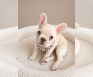 French Bulldog Puppy for sale in ORLANDO, FL, USA