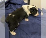 Small Photo #2 Australian Shepherd Puppy For Sale in ROCK SPRING, GA, USA