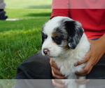 Small Photo #4 Miniature Bernedoodle Puppy For Sale in DUNDEE, OH, USA
