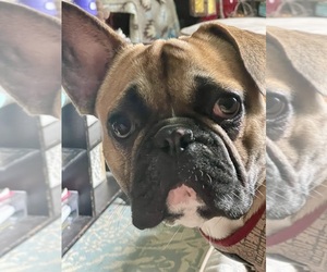 Father of the Faux Frenchbo Bulldog puppies born on 10/21/2025