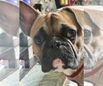 Small Photo #1 Faux Frenchbo Bulldog Puppy For Sale in LEDYARD, CT, USA