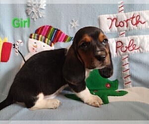 Basset Hound Puppy for sale in CANTON, GA, USA