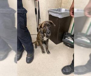Holland Shepherd-Unknown Mix Dogs for adoption in Riverside, CA, USA