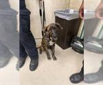 DINA - Female Holland Shepherd-Unknown Mix Dog for Adoption - Small photo