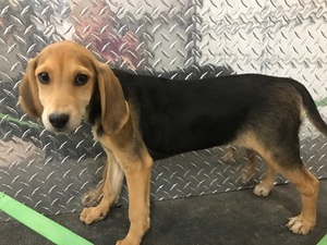 American Foxhound Puppy for sale in GROVESPRING, MO, USA