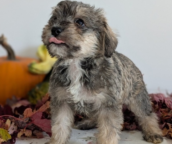 Medium Photo #8 Schnoodle (Miniature) Puppy For Sale in GOSHEN, IN, USA