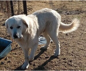 Father of the Great Pyrenees puppies born on 12/04/2024