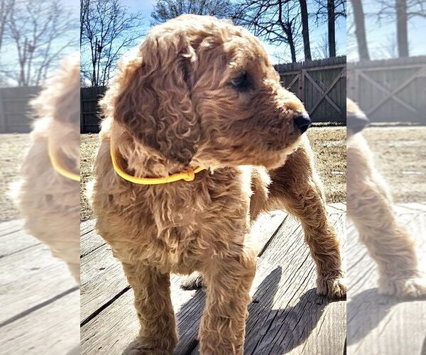 Full screen Photo #1 Goldendoodle Puppy For Sale in BOYLE, MS, USA