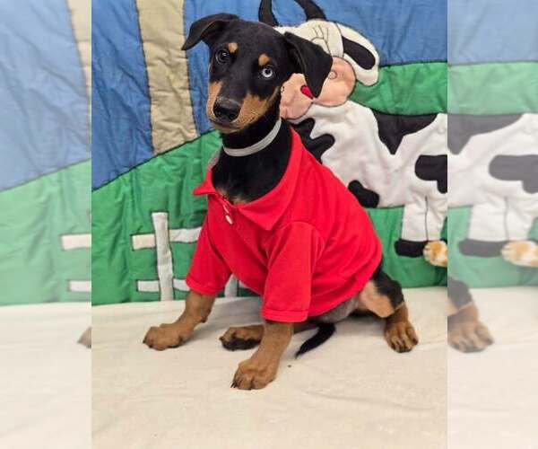 Medium Photo #2 Doberman Pinscher-Unknown Mix Puppy For Sale in Lakewood, CO, USA