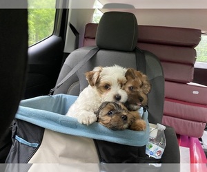 Morkie Puppy for Sale in RUSH, New York USA