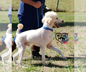 Poodle (Standard) Puppy for sale in BLAND, VA, USA