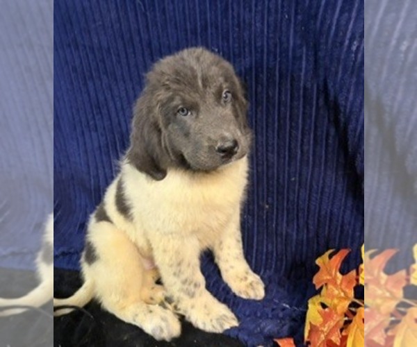 Medium Photo #33 Newfoundland Puppy For Sale in AURORA, IN, USA