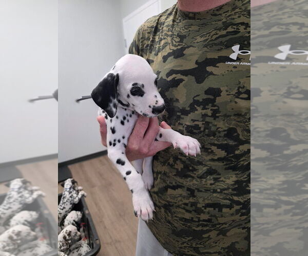 Medium Photo #1 Dalmatian Puppy For Sale in GREENVILLE, SC, USA