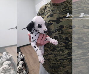 Medium Dalmatian