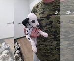Puppy Gray collar Dalmatian