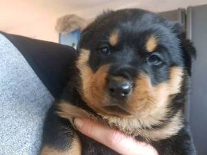 Rottweiler Puppy for sale in SAN CLEMENTE, CA, USA