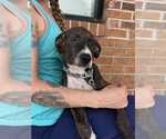 Small #1 Mutt