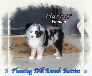 Miniature Australian Shepherd Puppy for sale in FORESTBURG, TX, USA