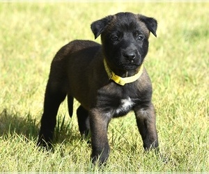 Belgian Malinois Puppy for Sale in LA PINE, Oregon USA