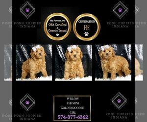 Goldendoodle (Miniature) Puppy for sale in WARSAW, IN, USA