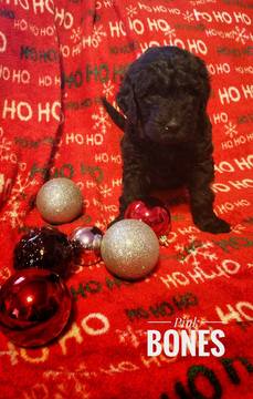 Medium Photo #1 Labradoodle Puppy For Sale in DES MOINES, IA, USA