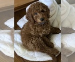 Small #6 Goldendoodle (Miniature)