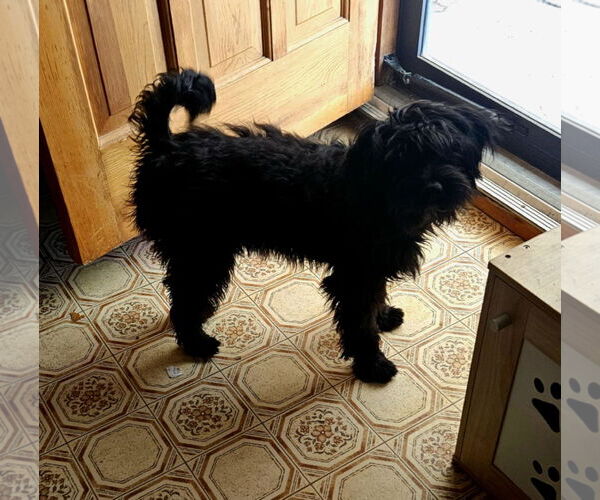 Medium Photo #2 Poocan Puppy For Sale in Minneapolis, MN, USA