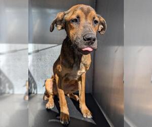 German Shepherd Dog-Unknown Mix Dogs for adoption in San Antonio, TX, USA