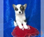 Small Photo #3 Pembroke Welsh Corgi Puppy For Sale in GROVESPRING, MO, USA