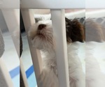 Small #3 Yorkshire Terrier