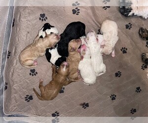 Golden Mountain Doodle Puppy for sale in SIKESTON, MO, USA