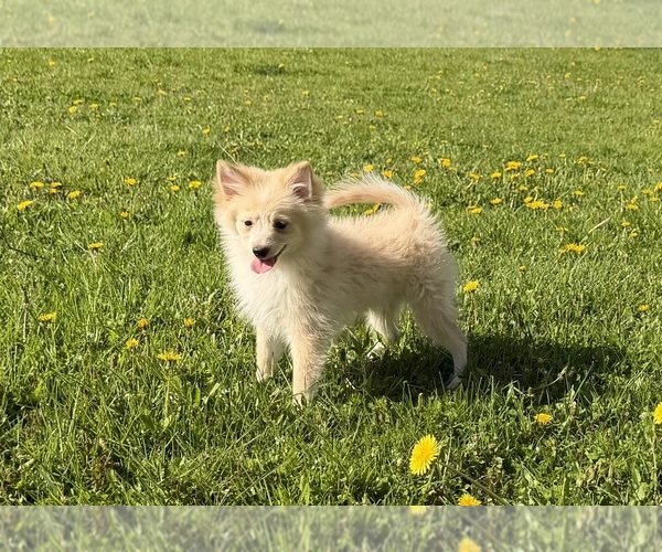 Medium Photo #4 Pomimo Puppy For Sale in ATHENS, WI, USA