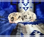 Puppy Ti Australian Shepherd
