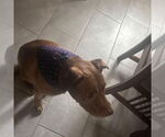 Small #2 American Pit Bull Terrier
