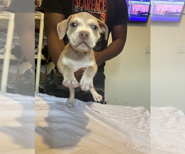 Medium Photo #3 American Bully Puppy For Sale in DUNDALK, MD, USA
