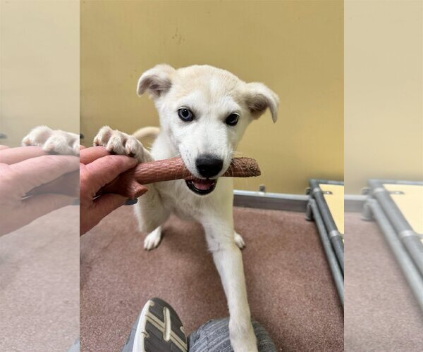 Medium Photo #2 Siberian Husky-Unknown Mix Puppy For Sale in Carrollton, TX, USA