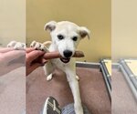 Small #1 Siberian Husky Mix