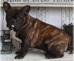 Small Photo #1 French Bulldog Puppy For Sale in FREDERICKSBURG, OH, USA