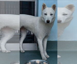 Siberian Husky Dogs for adoption in Pasadena, CA, USA