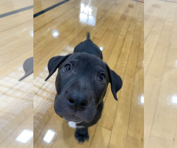 Medium Photo #16 Mutt Puppy For Sale in Derwood, MD, USA