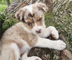 Puppy Cinderella Australian Shepherd