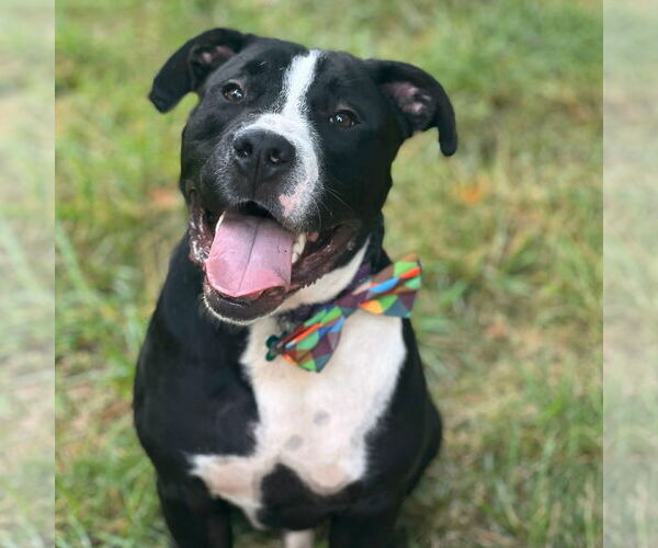 Medium Photo #3 American Staffordshire Terrier Puppy For Sale in Cranford, NJ, USA