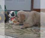 Small Photo #7 Golden Retriever Puppy For Sale in MECHANICSVILLE, MD, USA