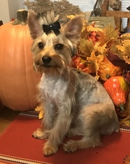 Yorkshire Terrier Puppy for sale in CABAZON, CA, USA