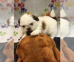 Small Photo #10 Shih Tzu Puppy For Sale in SILEX, MO, USA