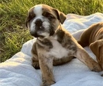 Small Photo #6 English Bulldog Puppy For Sale in DURANT, OK, USA