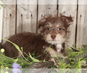 Cheeks Puppy for sale in MOUNT VERNON, OH, USA