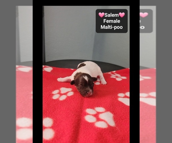 Medium Photo #3 Maltipoo (Toy) Puppy For Sale in TUCSON, AZ, USA