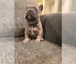 Puppy Simon French Bulldog