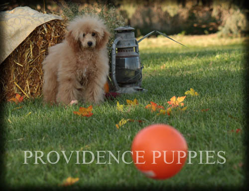 Medium Photo #73 Poodle (Miniature) Puppy For Sale in COPPOCK, IA, USA